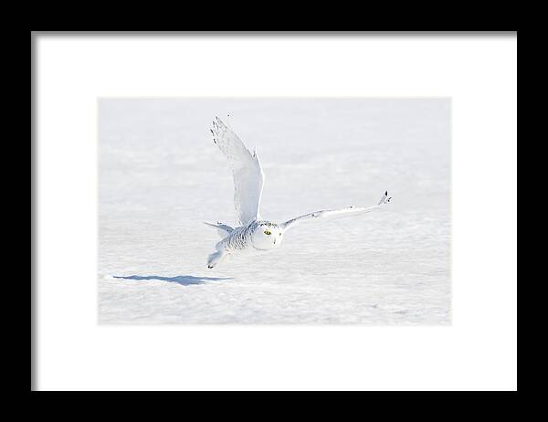 Snowy Owl Framed Print featuring the photograph Snowy Owl #4 by Davidhx Chen