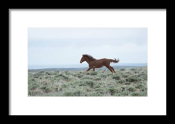Wyoming Framed Print featuring the photograph Wyoming Wild Horses #6 by Patrick Nowotny