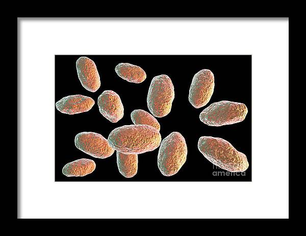 Bacteria Framed Print featuring the photograph Yersinia Pseudotuberculosis Bacteria #4 by Kateryna Kon/science Photo Library