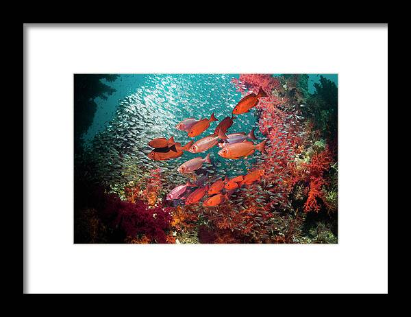 Red Sea Framed Print featuring the photograph Coral Reef Scenery #46 by Georgette Douwma