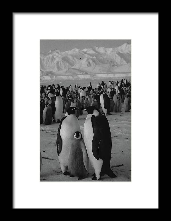 Lifeown Framed Print featuring the photograph Antarctica #5 by Michael Rougier