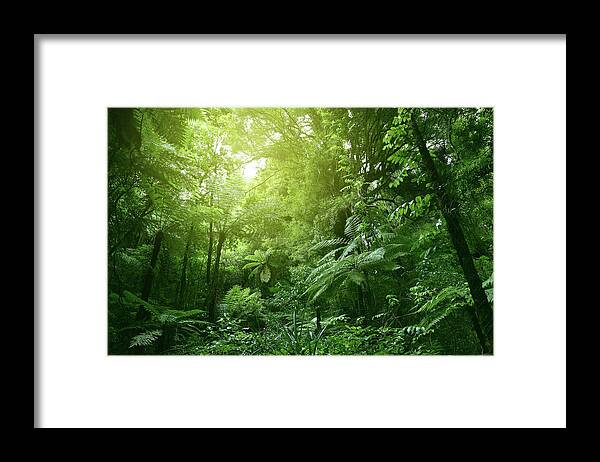 Rain Forest Framed Print featuring the photograph Canopy of jungle #5 by Les Cunliffe