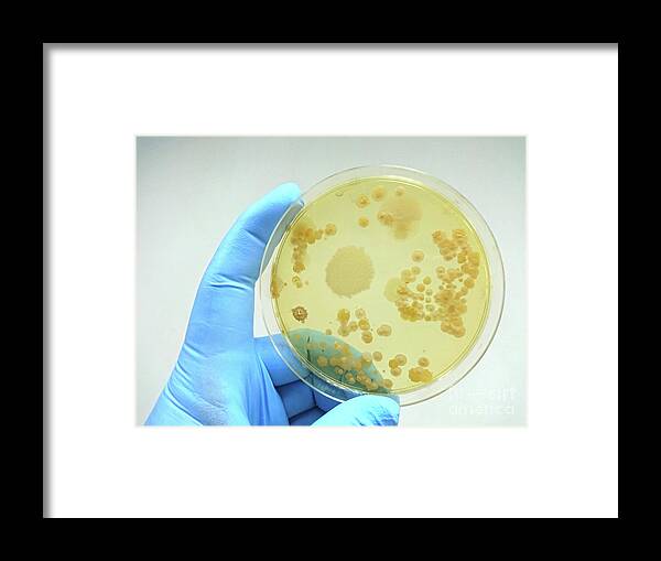 Culture Framed Print featuring the photograph Colony Of Bacteria On Culture Medium #5 by Choksawatdikorn / Science Photo Library