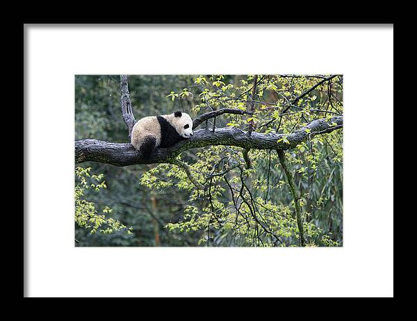 Suzi Eszterhas Framed Print featuring the photograph Giant Panda Cub In Tree #5 by Suzi Eszterhas