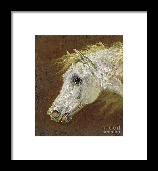 Portrait Framed Print featuring the painting Head Of A Grey Arabian Horse by Martin Theodore Ward