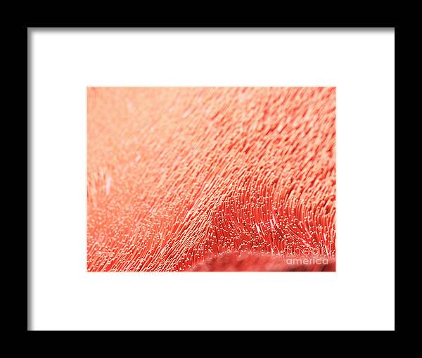 Cilia Framed Print featuring the photograph Illustration Of Human Cilia #5 by Sebastian Kaulitzki/science Photo Library