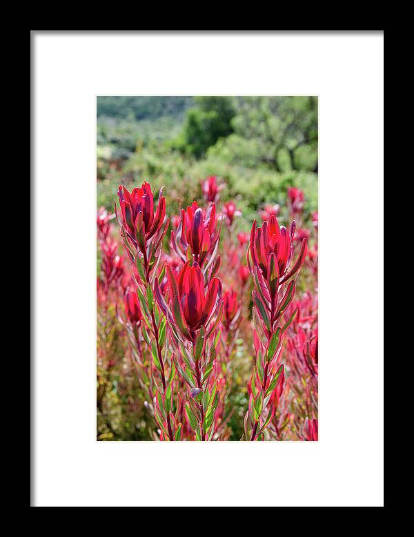 Africa Framed Print featuring the photograph Kirstenbosch National Botanical Garden #5 by Rob Huntley