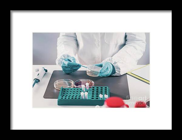 Microbiology Framed Print featuring the photograph Microbiologist Working In Laboratory #5 by Microgen Images/science Photo Library