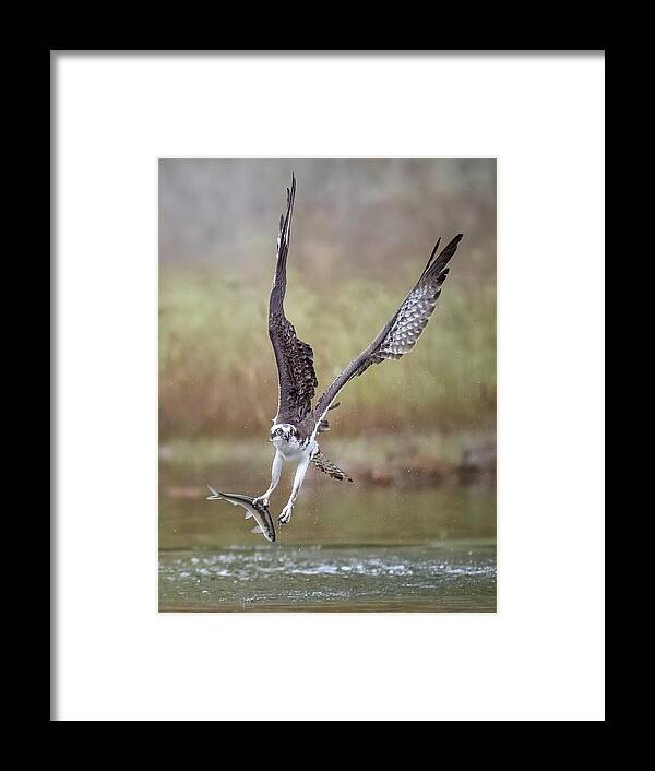 Osprey Framed Print featuring the photograph Osprey #5 by Tao Huang
