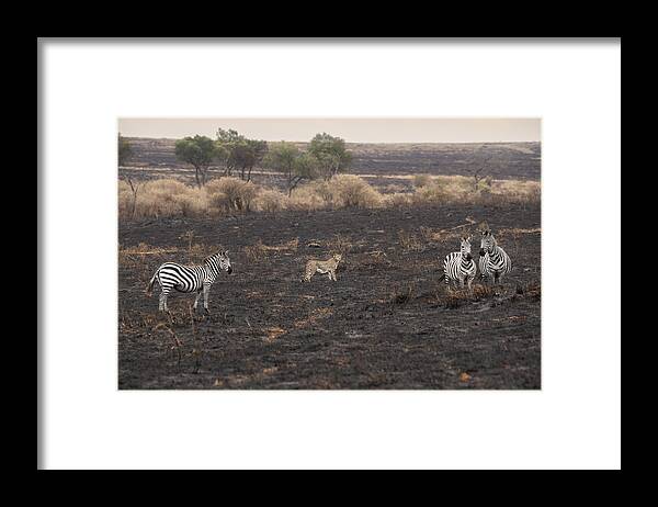 Africa Framed Print featuring the photograph Savannah Burning #5 by Roberto Marchegiani