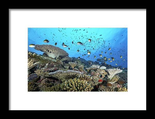 Coral
Reef
Underwater
Ocean
Lagoon
Nature
Seascape
Mayotte Framed Print featuring the photograph The Reef #5 by Serge Melesan