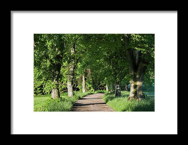 Estock Framed Print featuring the digital art Tree-lined Road #5 by Christian Back