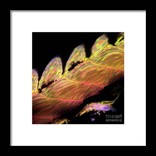 Zebrafish Framed Print featuring the photograph Zebrafish Muscle #5 by Stefanie Reichelt/science Photo Library