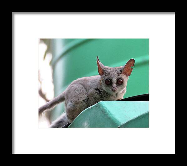 Africa Framed Print featuring the photograph 55 by Eric Pengelly