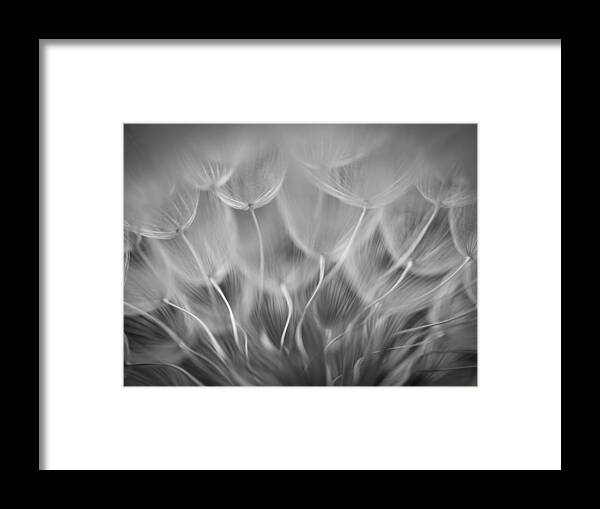 Dandelion Framed Print featuring the photograph #6 by Keren Or