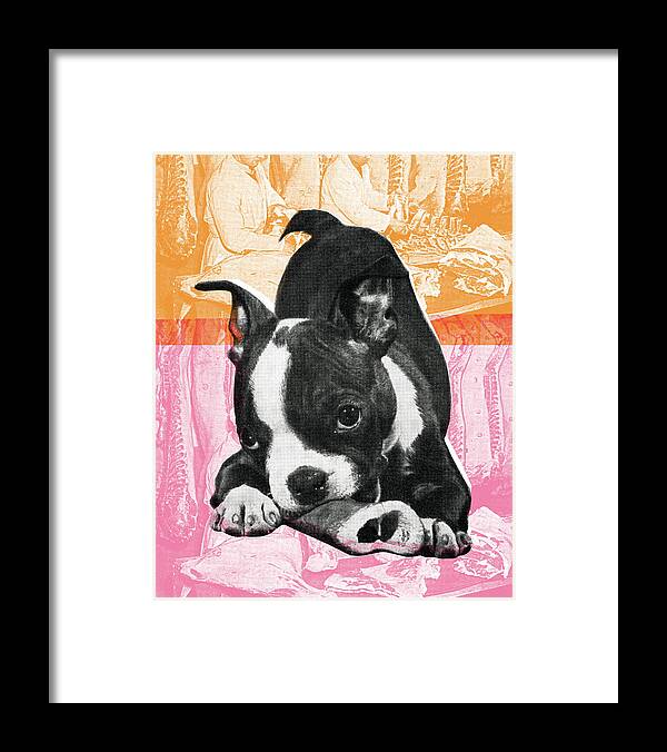 Animal Framed Print featuring the drawing Boston Terrier #6 by CSA Images