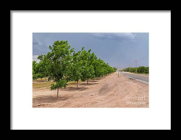 Agricultural Framed Print featuring the photograph Pecan Trees In New Mexico Desert #6 by Jim West/science Photo Library
