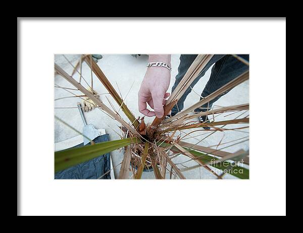 People Framed Print featuring the photograph Red Palm Weevil Research #6 by Marco Ansaloni/science Photo Library