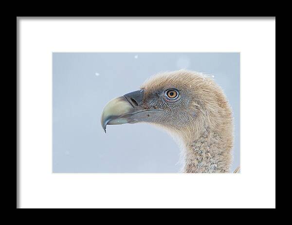 Vulture Framed Print featuring the photograph Sai Arrea #1 by Natura Argazkitan