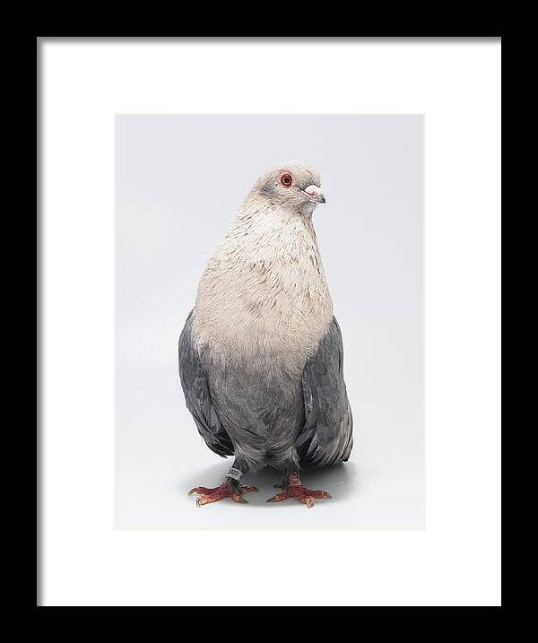 Pigeon Framed Print featuring the photograph Egyptian Swift Kazghndy Pigeon by Nathan Abbott