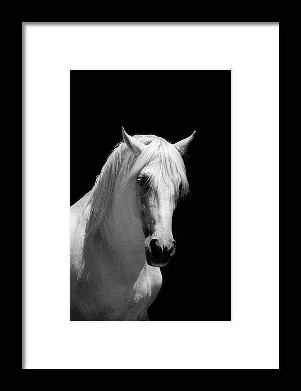Horse Framed Print featuring the photograph White Stallion Horse Andalusian Bw by 66north
