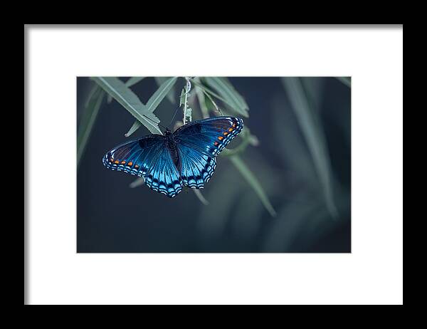 Insect Framed Print featuring the photograph Butterfly #7 by Ivy Deng