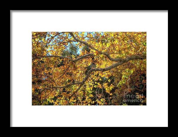 Fall Framed Print featuring the photograph Fall #7 by Marc Bittan