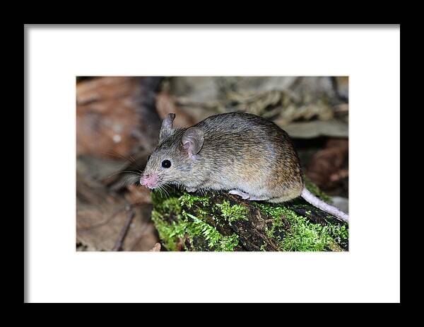 House Framed Print featuring the photograph House Mouse #7 by Colin Varndell/science Photo Library