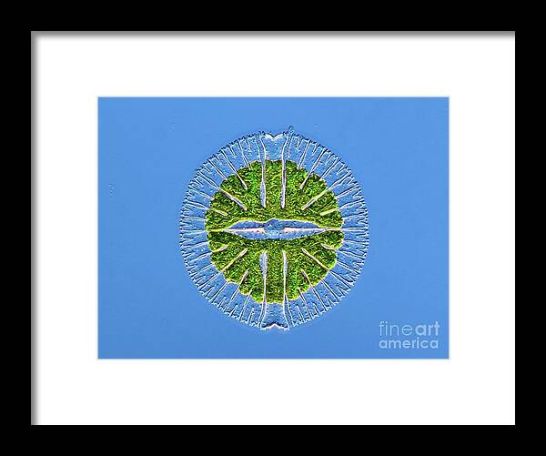 Dic Framed Print featuring the photograph Micrasterias Desmid #7 by Rogelio Moreno/science Photo Library