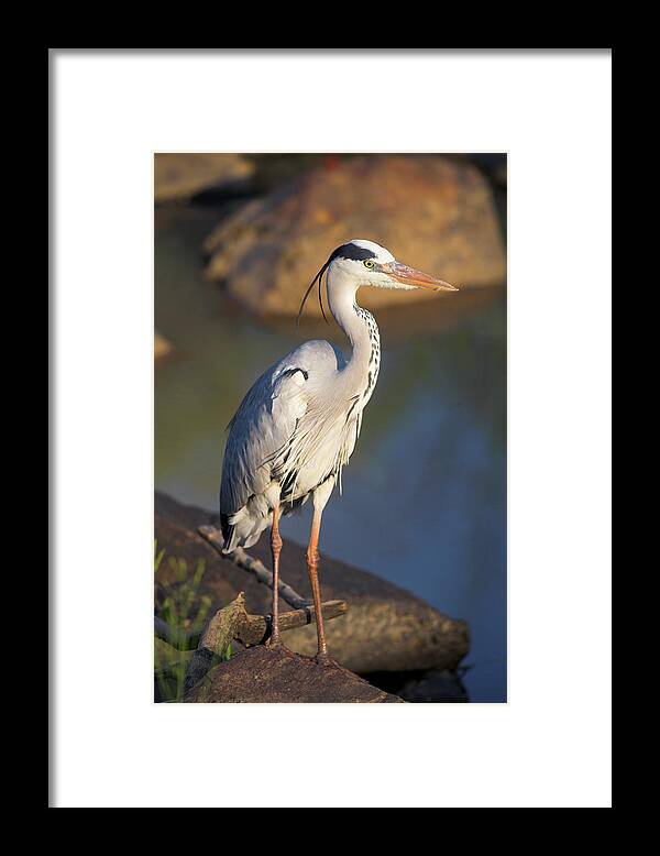 Grey Heron (ardea Cinere) Framed Print featuring the photograph 743-461 by Robert Harding Picture Library