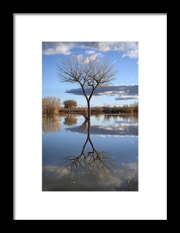 Bare Tree Reflected In A Floodplain Framed Print featuring the photograph 764-293 by Robert Harding Picture Library