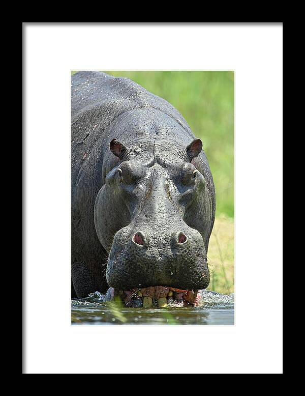 Hippopotamus (hippopotamus Amphibius) Entering The Water Framed Print featuring the photograph 764-454 by Robert Harding Picture Library