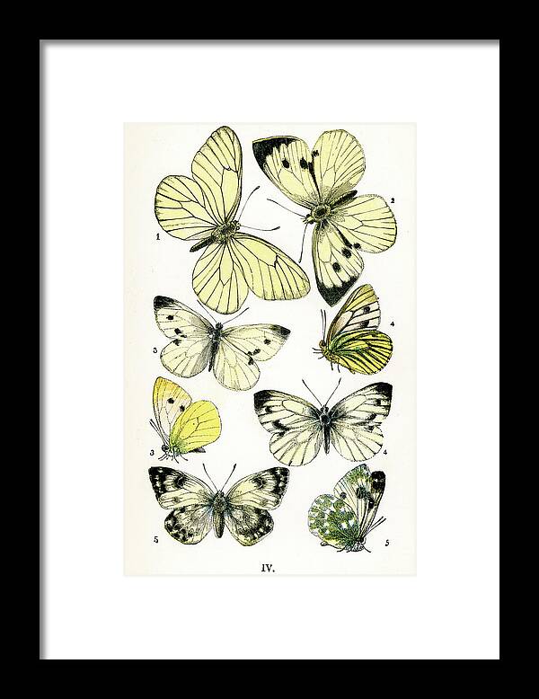 White Background Framed Print featuring the digital art Butterflies #8 by Duncan1890