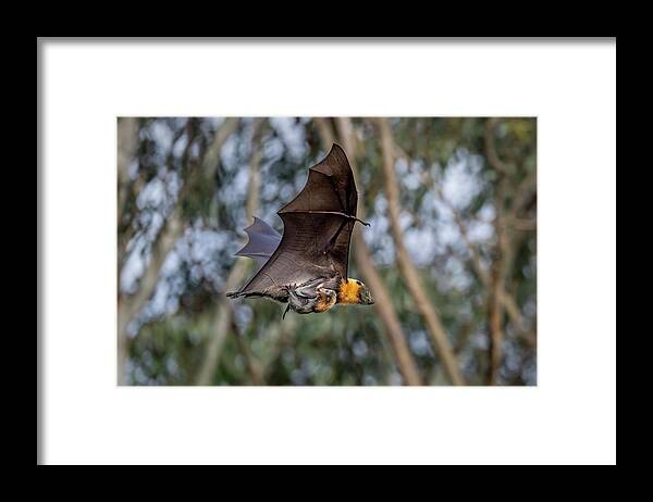 Animal Framed Print featuring the photograph Grey-headed Flying-fox Female, In Flight Carrying Her #8 by Doug Gimesy / Naturepl.com