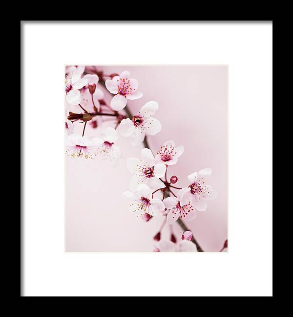 Bud Framed Print featuring the photograph Sakura Cherry Blossom #8 by Catlane