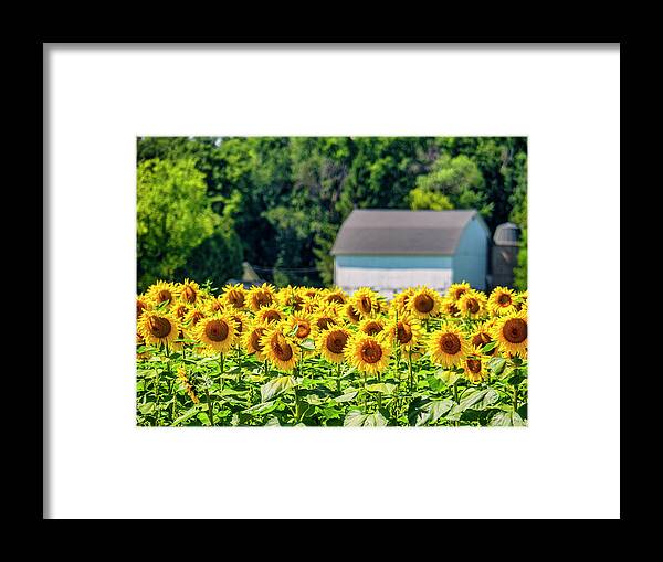 Stone Bank School Framed Print featuring the photograph Sunflowers at the Stone Bank School by Kristine Hinrichs