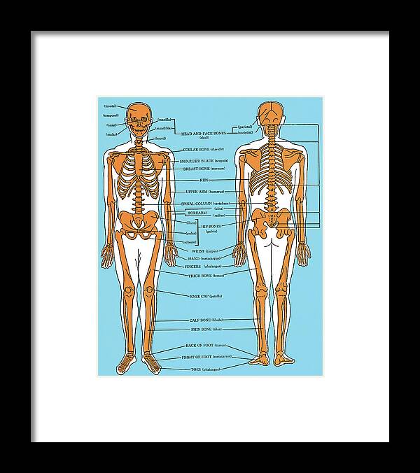 Anatomical Framed Print featuring the drawing Human anatomy #9 by CSA Images