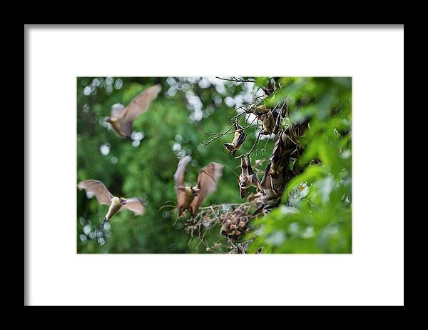 Aggregation Framed Print featuring the photograph Straw-coloured Fruit Bats (eidolon #9 by Nick Garbutt