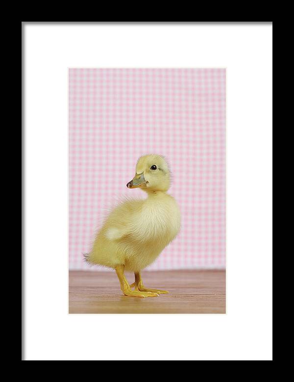 Pets Framed Print featuring the photograph A Baby Duck by Dominik Eckelt