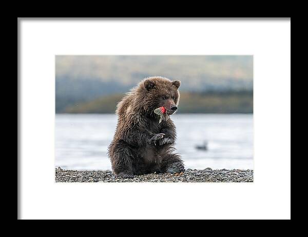 Bear Framed Print featuring the photograph A Bear Cub And Its Yummy Sockeye Salmon Tail by Siyu And Wei Photography