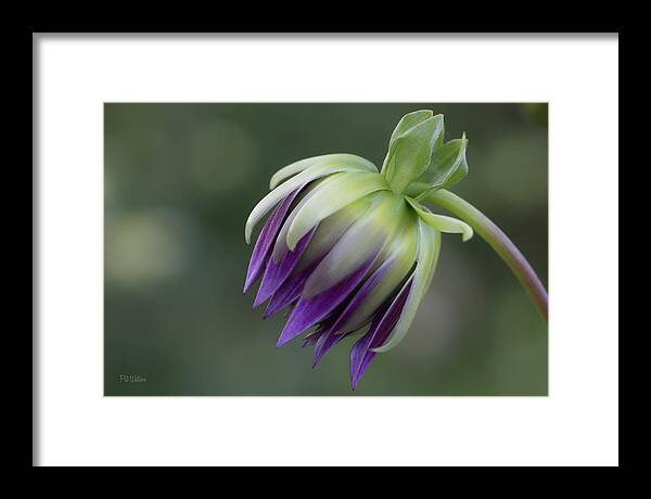 Floral Framed Print featuring the photograph A Bit Shy by Pat Watson