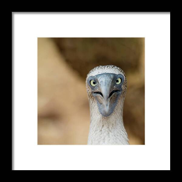 One Animal Framed Print featuring the photograph A Blue-footed Booby Staring by Keith Levit / Design Pics