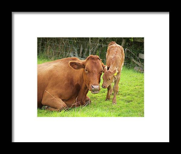 Grass Framed Print featuring the photograph A Brown Dairy Cow With Its Calf In A by Mikedabell
