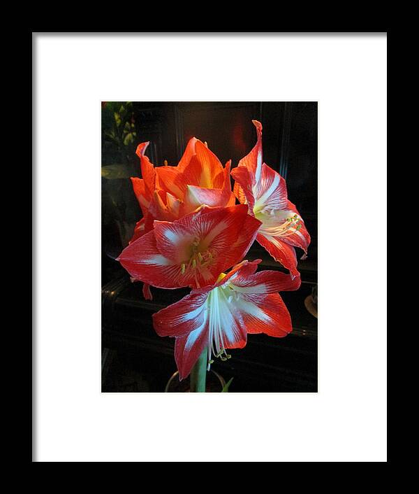 Amaryllis Framed Print featuring the photograph A Bunch by Rosita Larsson