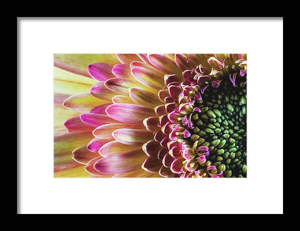 Flora Framed Print featuring the photograph A Burst of Spring by Laura Roberts