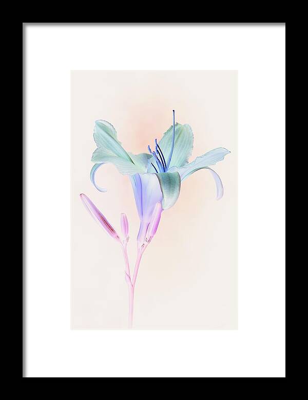 Flowers Framed Print featuring the photograph A Contemporary, Psychedelic Looking Day by Tony Zuvela
