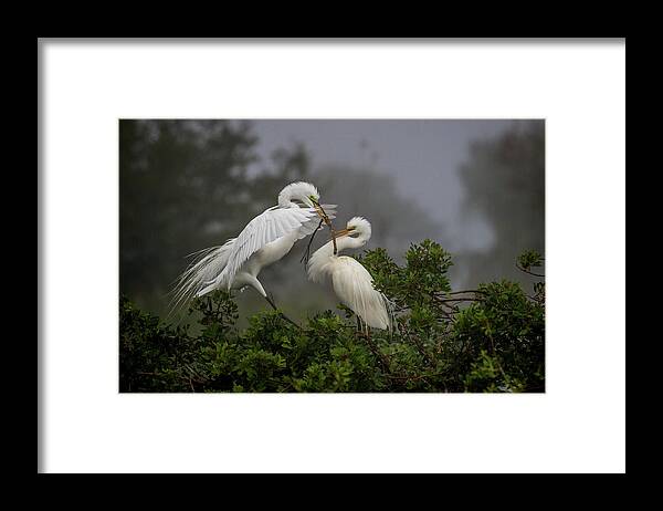 White Egrets Framed Print featuring the photograph A Couple of Birds by Dorothy Cunningham