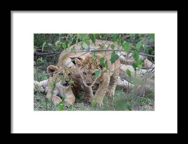 Lion Framed Print featuring the photograph A Cub on the Prowl by Mark Hunter
