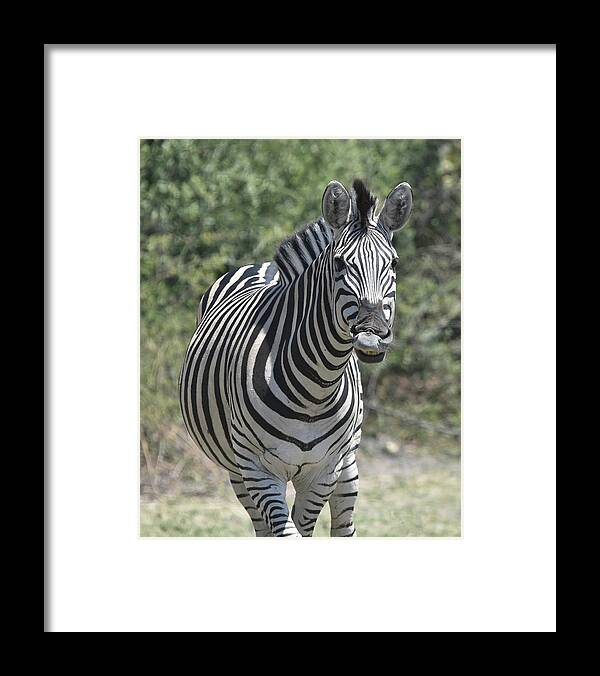 Zebra Framed Print featuring the photograph A Curious Zebra by Ben Foster