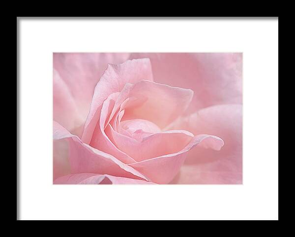 Rose Framed Print featuring the photograph A Delicate Pink Rose by Susan Rissi Tregoning